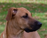 Perro Black Mouth Cur: información, características y datos de la raza