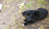 Perro Borador (Mezcla de Border Collie y Labrador): información de la raza