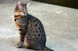 Gato Mau egipcio: información, características y hechos de la raza