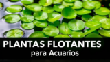 Más de 16 plantas flotantes para acuarios de agua dulce