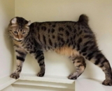 Gato Highlander: Información, características y datos de la raza
