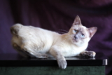 Gato Bobtail americano: información, características y datos de la raza