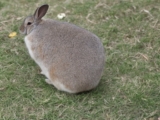 Obesidad en conejos: causas, consecuencias y cómo identificarla