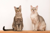 Gato Singapura: información, características y datos de la raza