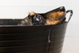 Cómo mantener a un perro tranquilo durante el aseo