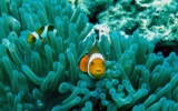 Cómo se aparean los peces: 7 hechos que no sabías