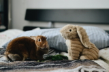 Ideas de juguetes caseros para conejos con materiales que se encuentran en casa