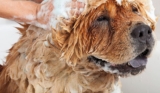 Los mejores acondicionadores para perros del 2026 (análisis)