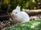 Color de la orina en conejos: Lo que la orina revela sobre su salud
