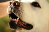 ¿Por qué los perros rechinan los dientes?
