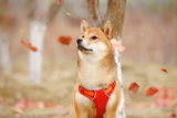Shiba Inu: Información sobre la raza, características y datos