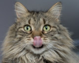 5 formas sencillas de reducir la caída de pelo del gato