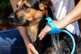 Mejores cabezales de ducha y rociadores para perros del 2026 (análisis)