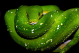 Pitón arborícola verde: Características, Alojamiento, Dieta y Otra Información