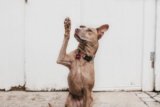 Dasuquin para perros, ¿qué es? Todo lo que necesitas saber