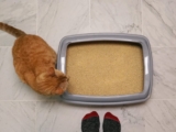 La mejor arena para gatitos del 2026 (análisis)