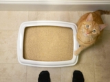 Mejor arena sin polvo para gatos del 2026 (análisis)