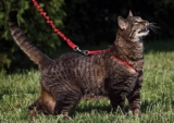 Los mejores arneses para gatos del 2026 (análisis y consejos)