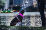 Mejores arneses LED para perros del 2026 (análisis)