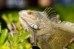 Reptiles