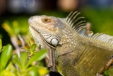 Mascota Iguana: Cosas a tener en cuenta antes de adoptar una