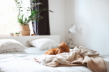 ¿Por qué mi gato orina en la cama?