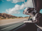 Seguridad de los perros en coches calientes: 10 consejos