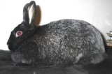 Conejo Silver Fox: Cuidados, características y temperamento