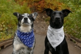 Las mejores bandanas para perros de 2020 (Guía de compra)