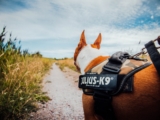 Mejores arneses para perros del 2026 (análisis y guía)