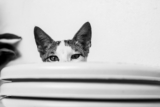 ¿Los gatos conocen sus nombres?