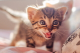 Ayudar a un gatito con la dentición en 3 sencillos pasos