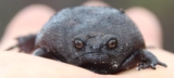 Breviceps fuscus o Rana negra de lluvia: Guía de cuidados y perfil de la especie