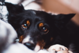 ¿Por qué mi perro me mira fijamente?