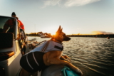 Mejores chalecos refrescantes para perros del 2026