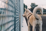 ¿Por qué los perros mueven la cola?