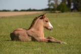 Las 10 mejores razas de caballos en detalle