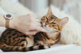 ¿Cuánto dura el celo en las gatas?