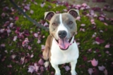 ¿Por qué los perros se lamen las heridas?