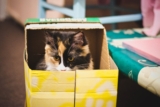 ¿Por qué a los gatos les gustan las cajas tanto?