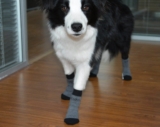 Los mejores calcetines para perros del 2024 (Guía)