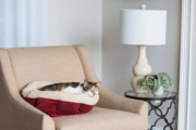 Mejores camas para gatos del 2026 (análisis)