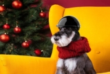 Los mejores cascos para perros del 2026 (análisis)