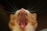 Mejores cepillos de dientes para gatos del 2026 (Análisis)