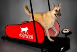 Mejores cintas de correr para perros del 2026 (análisis)