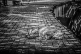 Qué hacer si un perro es atropellado por un automóvil