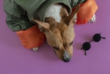 Los mejores abrigos para perros para invierno de 2020 (Análisis)