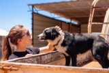 Las mordeduras de moscas en los perros: ¿Son tan malas como parecen?