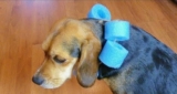Collar isabelino casero para perro (diy): 7 proyectos simples