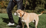 Los mejores collares Martingale para perros del 2024 (análisis)